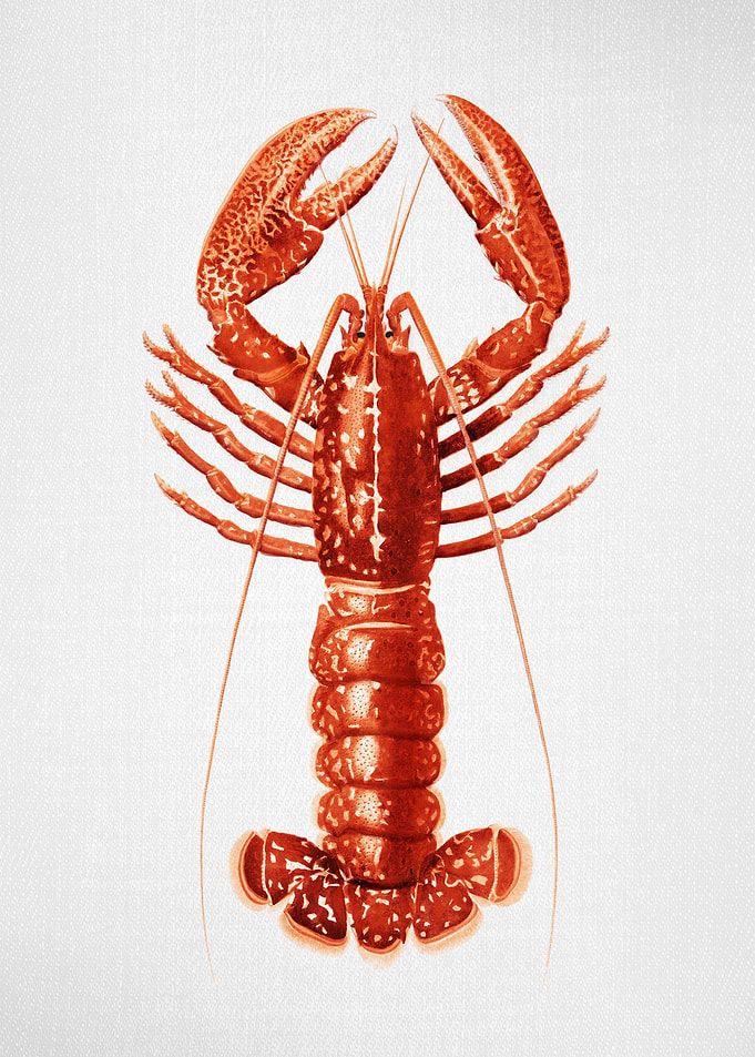 Lobster Watercolor
