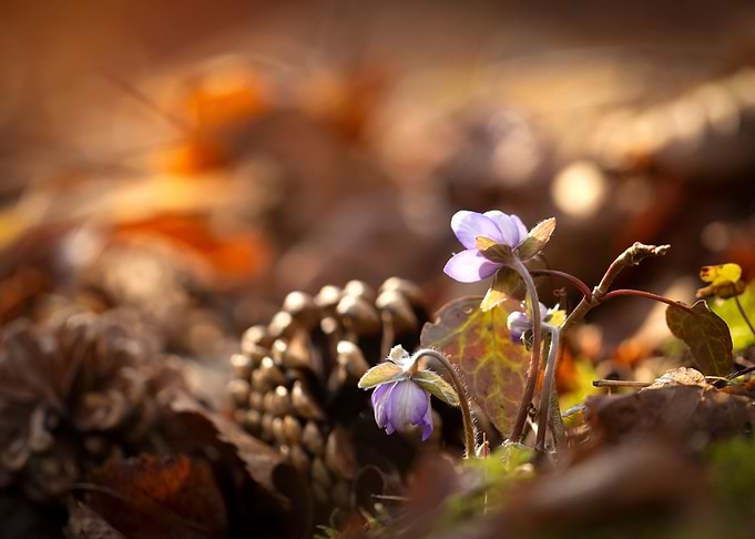Spring purple flowers