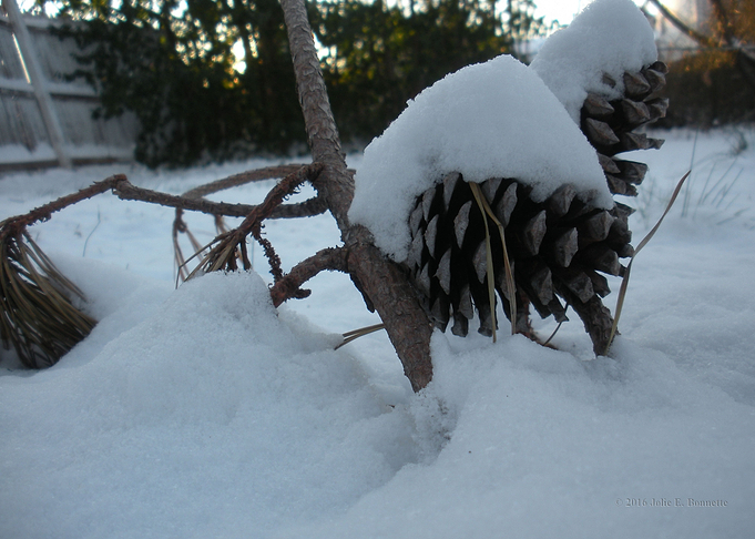 Snow Cones 0888