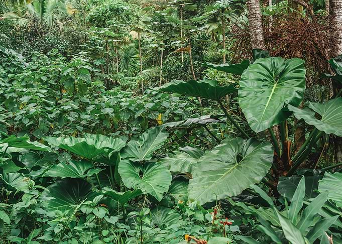 Plants in the Rainforest