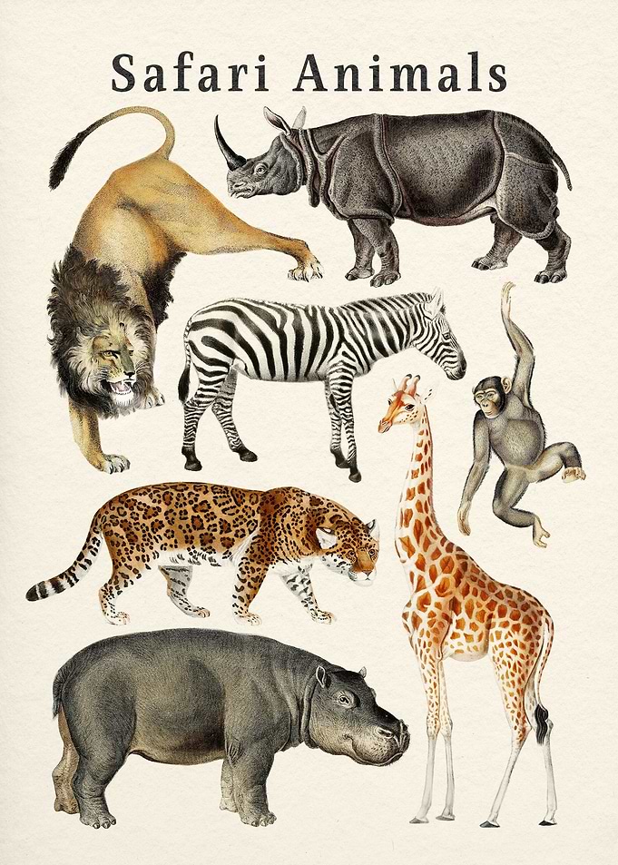Safari Collection