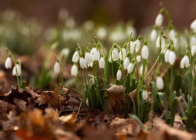 Spring flowers