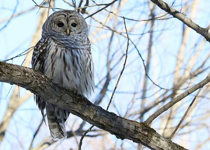 Beautiful Barred Owl