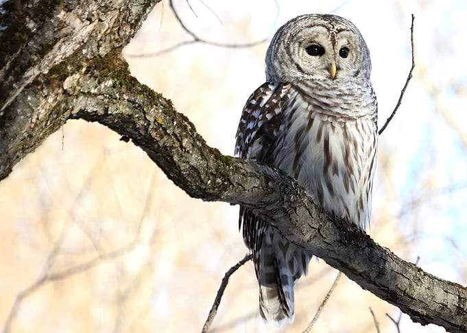 Wise owl