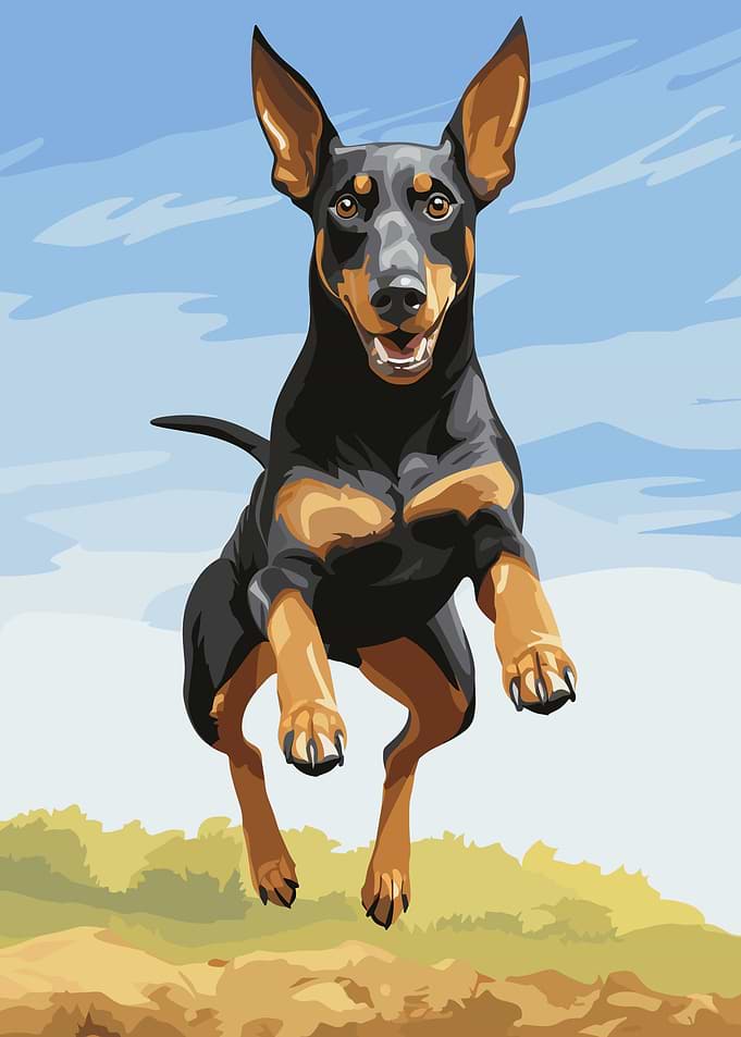 Dobermann Jumping Vector