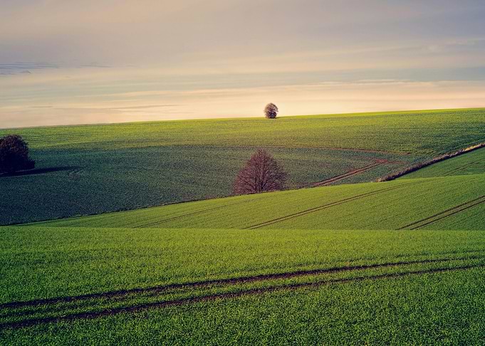Green Grass Field