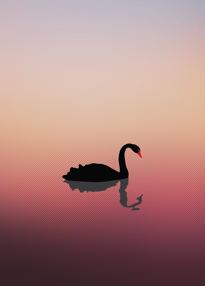 Swan Early Morning