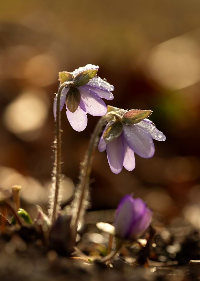 Spring flowers