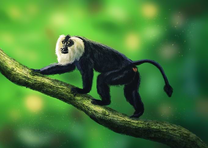 Lion Tail Macaque