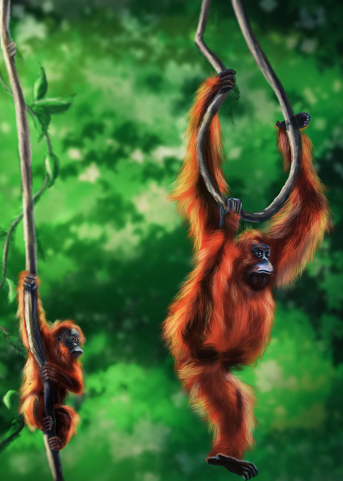 Orangutan