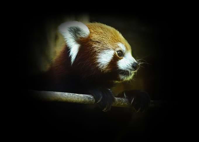 Red panda