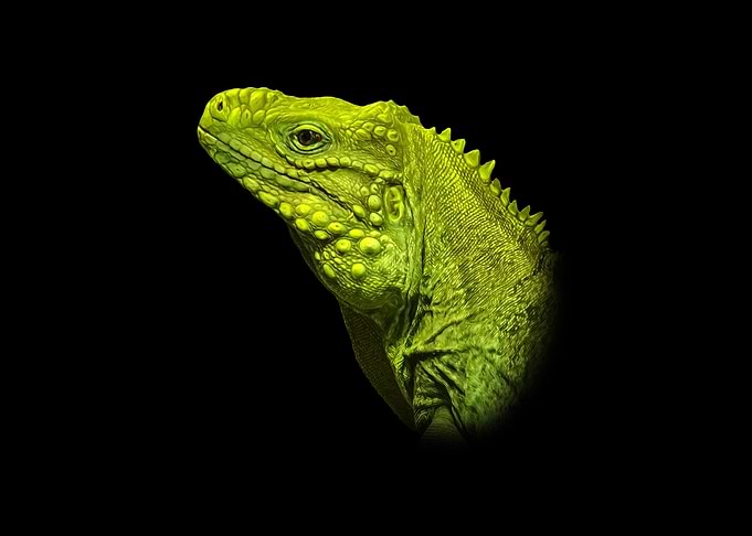Iguana