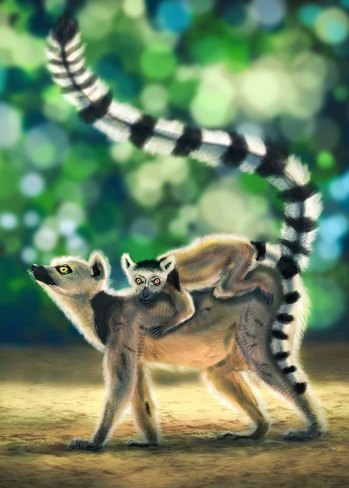 Ring Tailed Lemur