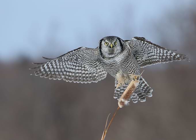One Talon wonder