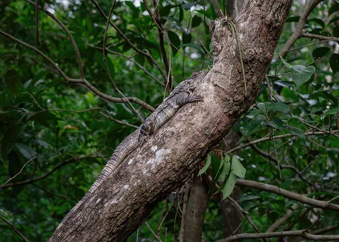Iguana Nap + Leafy Dream