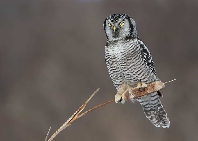 Hawk Owl on cattail