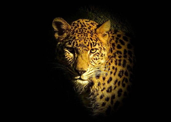 Leopard