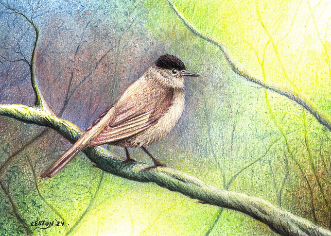 Eurasian Blackcap