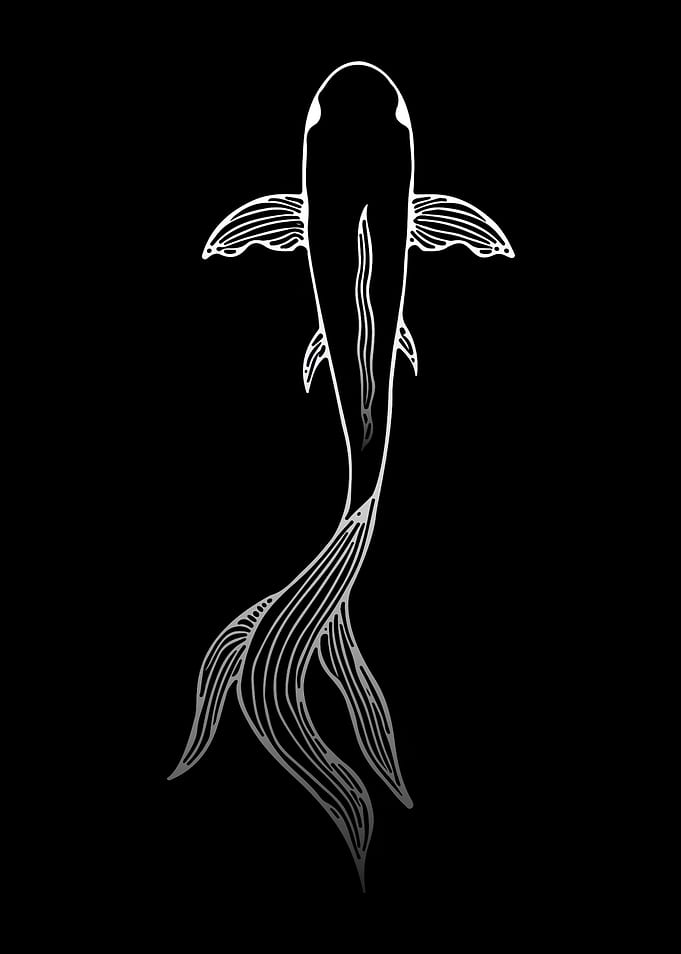 koi fish