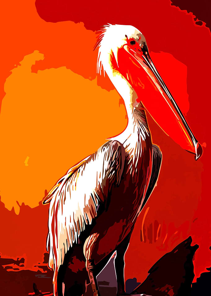 Pelicans 5
