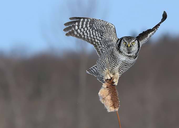 On a wing and a prayer