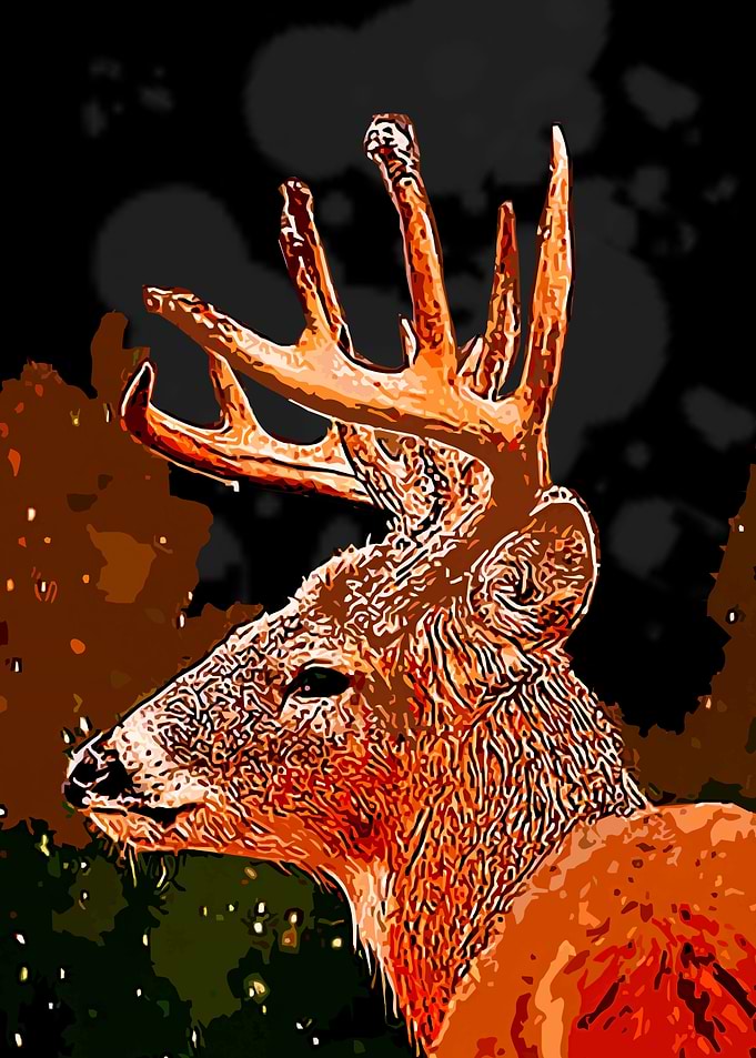 Deer Animals 24