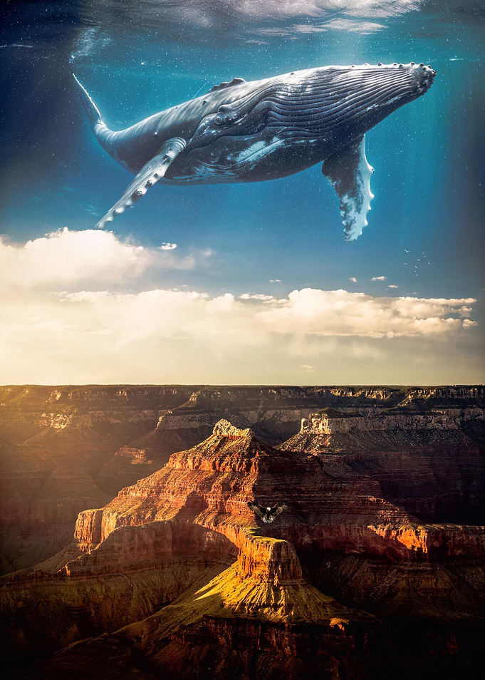 Fly Whale American Canyon