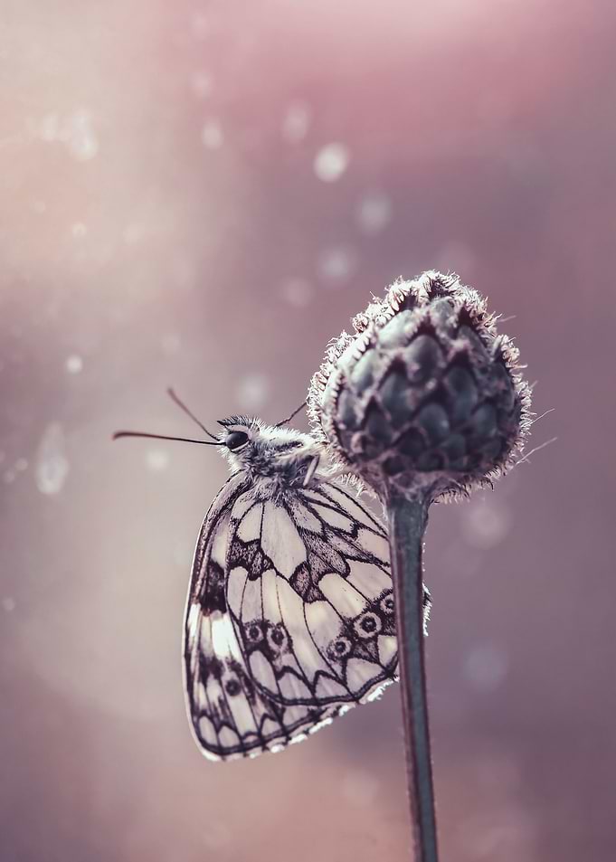 Summer butterfly