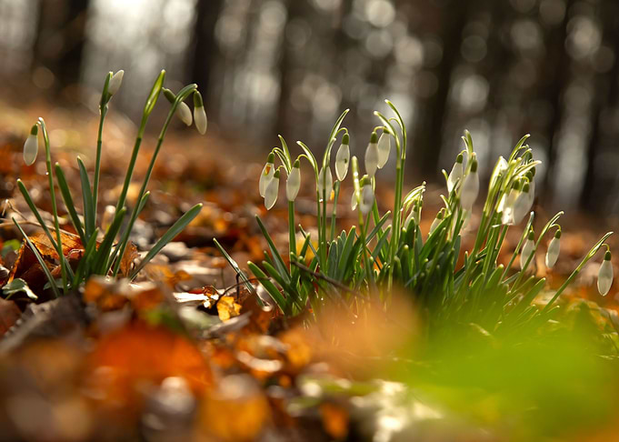 Spring flowers