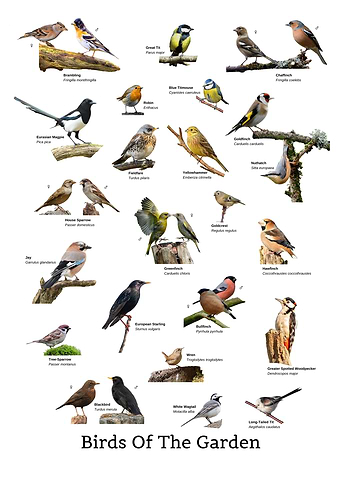Birds Of The Garden