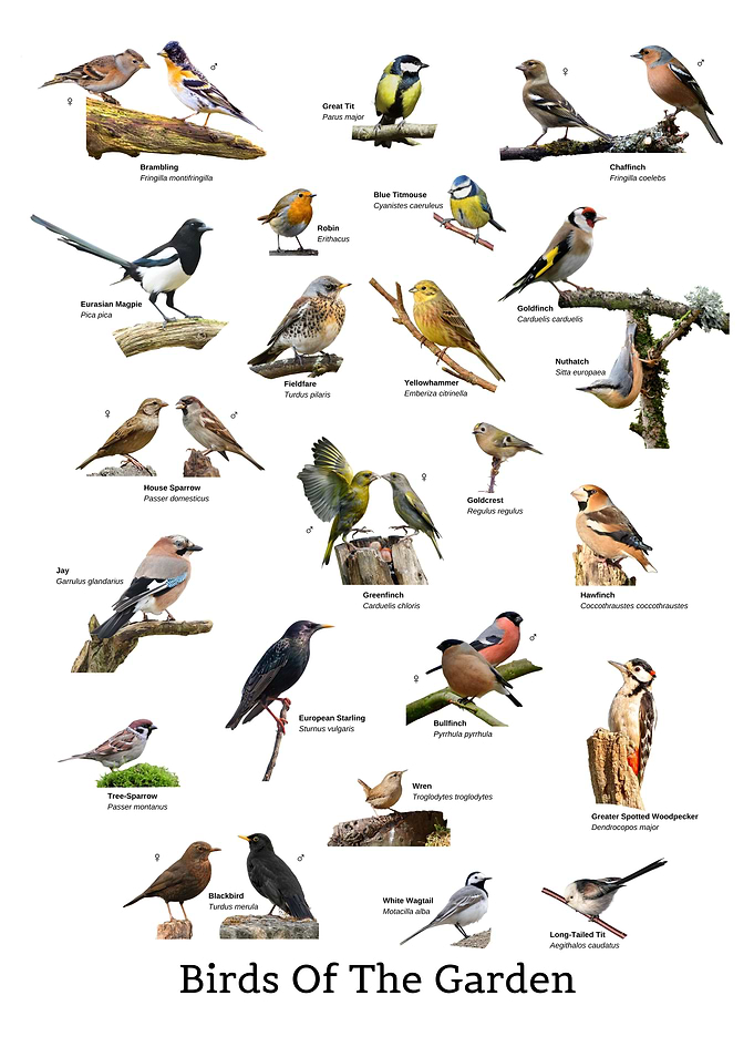 Birds Of The Garden