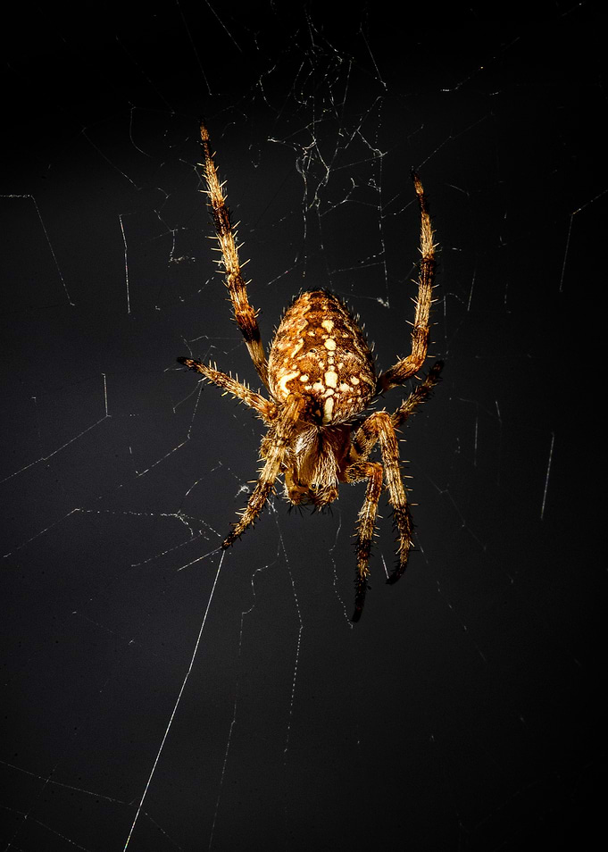spider black ground