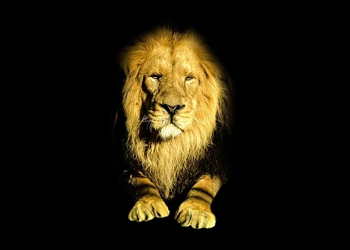 Lion potrait