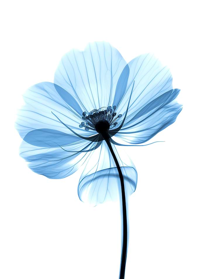 X Ray Flower