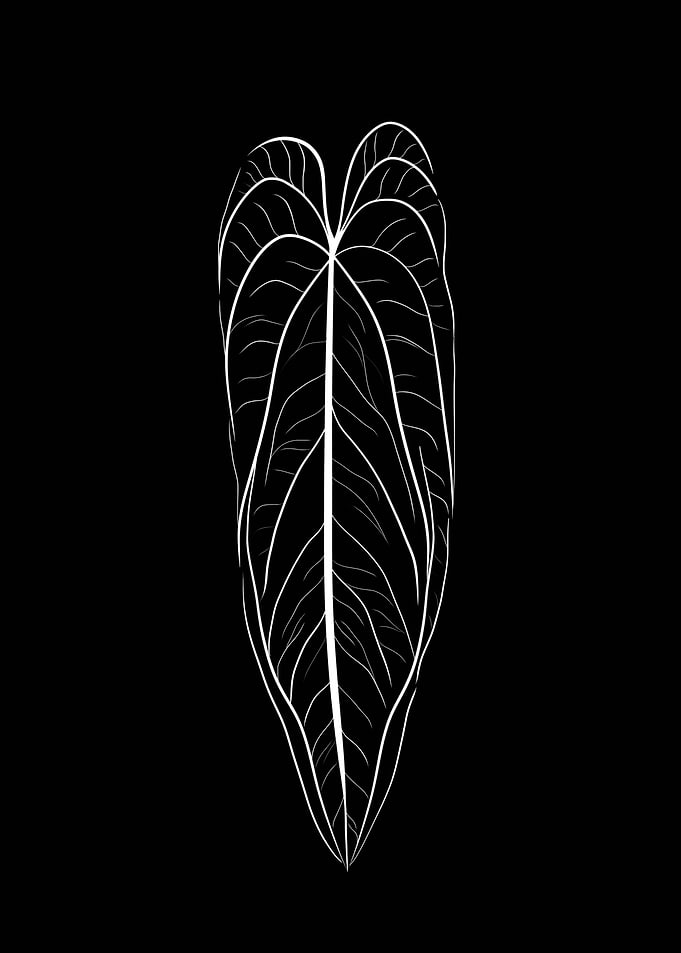 Anthurium Warocqueanum W