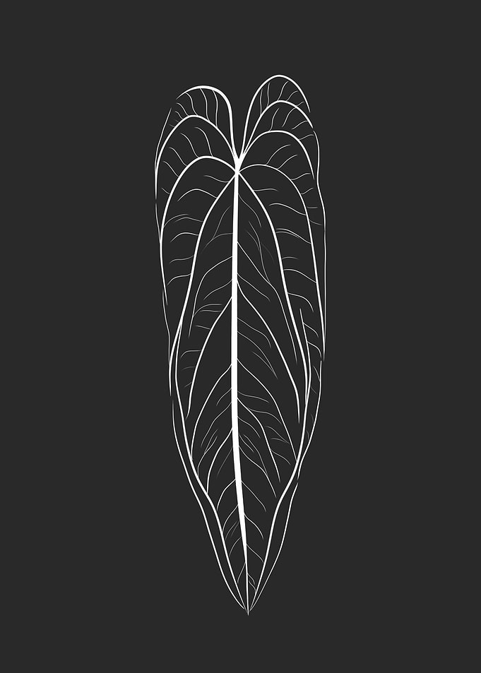 Anthurium Warocqueanum G