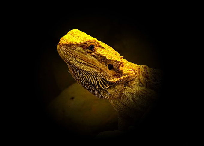 Pogona
