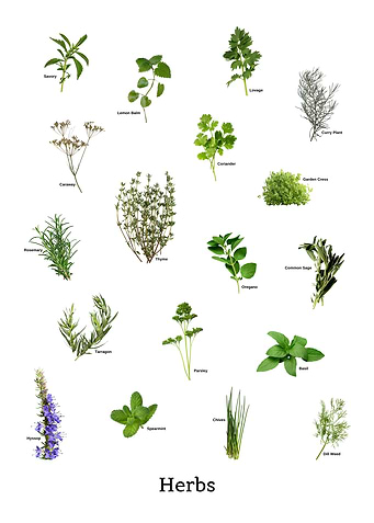 Herbs