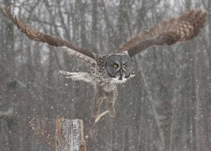 Wingspan