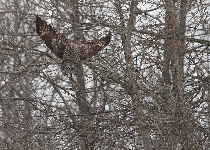 In flight camouflage