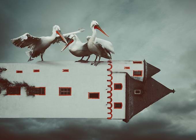 Pelicans on the Tower