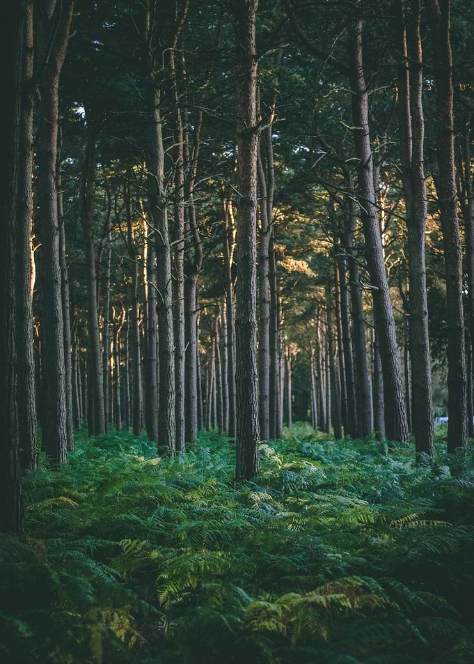Farn Forest