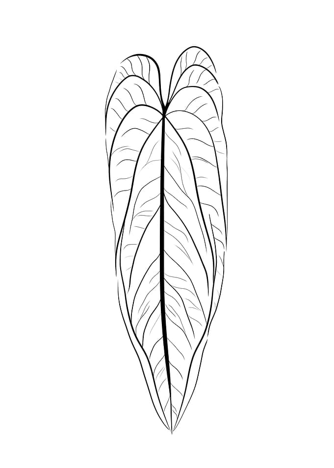 Anthurium Warocqueanum B