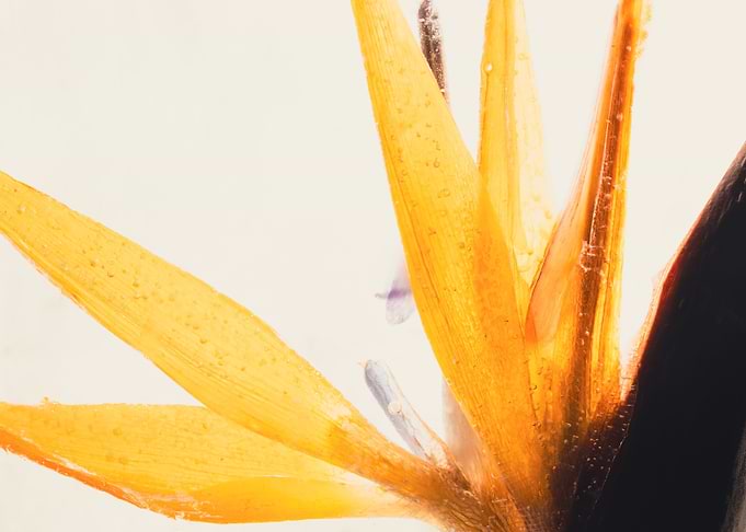 Strelitzia in ice 2