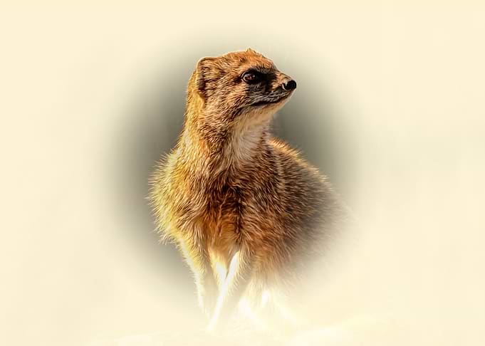 Yellow mongoose