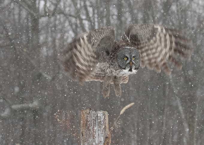 Fearless hunter