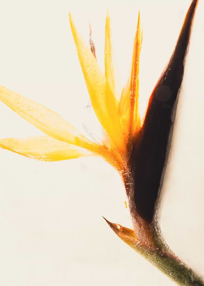 Strelitzia in ice 3
