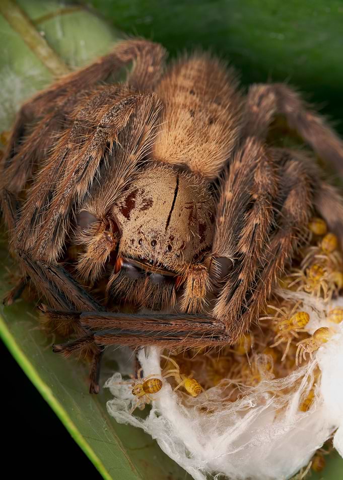 Kochi Spider
