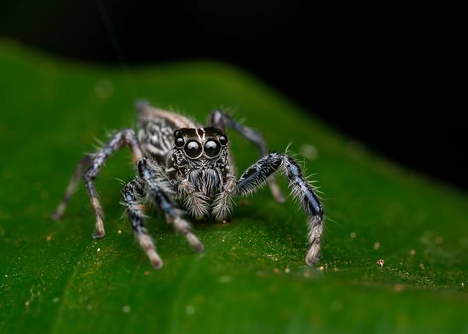 Jumping Spider