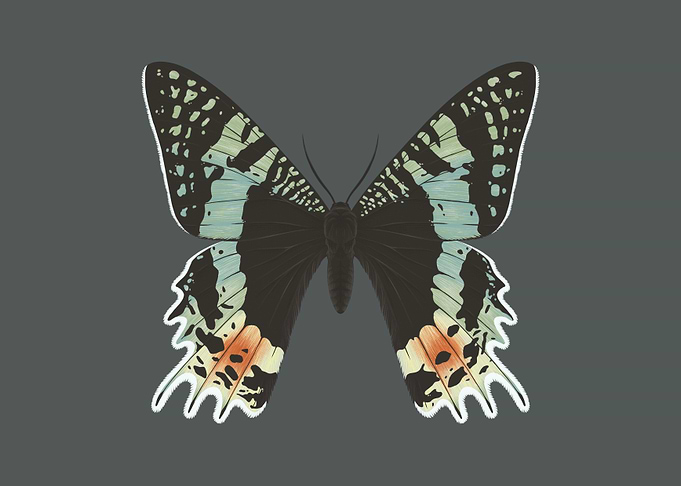 Madagascan sunset moth